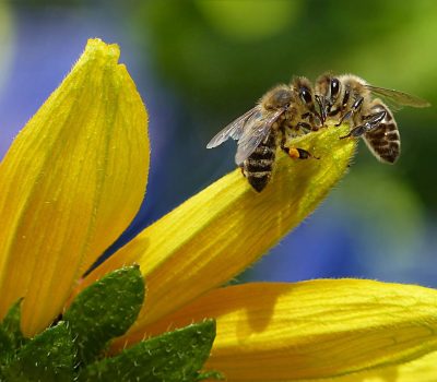 bees1 bees1