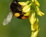 bumblebee bumblebee