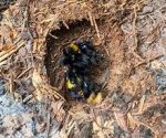 bumblebee_nest_1 bumblebee_nest_1